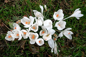 crocus 2